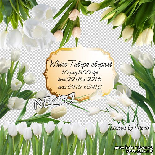 White Tulips clipart - Клипарт белые тюльпаны PNG