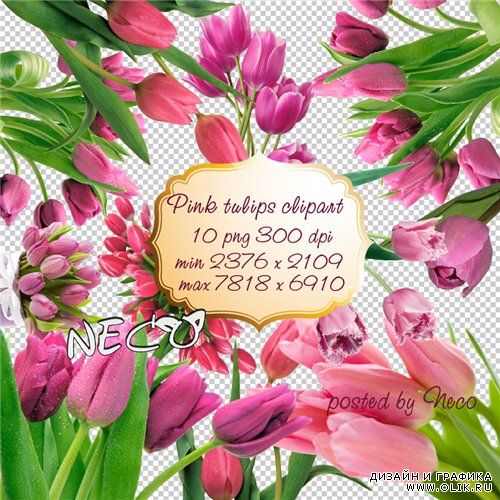 Pink Tulips clipart - Розовые тюльпаны клипарт PNG