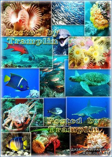 Коллекция изображений  - Подводный мир
