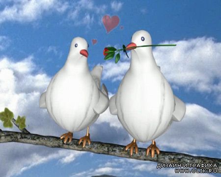 футаж свадебный  - Любовь и голуби