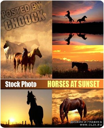 Лошади на закате солнца - растровый клипарт