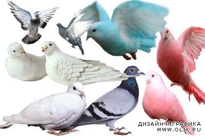 Клипарт для PHSP - Птица мира