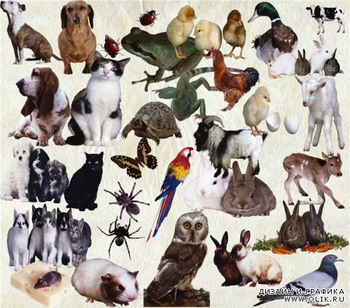 Клипарт животные в PSD / Clipart animals in the PSD
