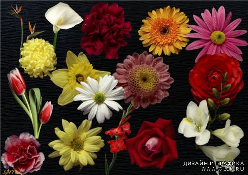 Клипарт цветы в PSD / Clipart flowers in PSD
