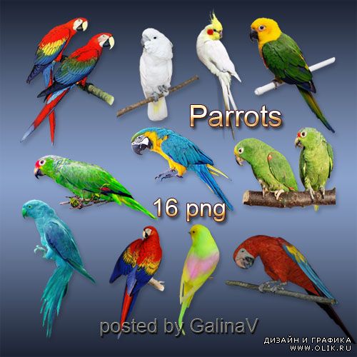 Клипарт PNG на прозрачном фоне - Попугаи