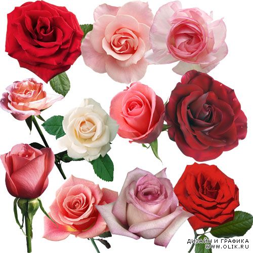 Растровый клипарт - Нежные розовые розы