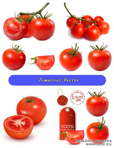 Свежие красные помидоры томаты с ветками (Вектор)