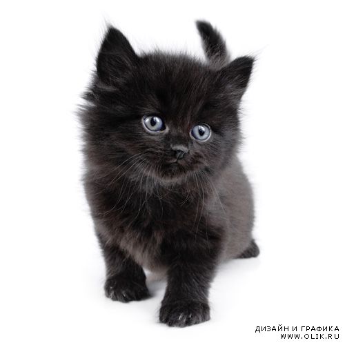 Черные Кошки / Black Cats (22 photo)