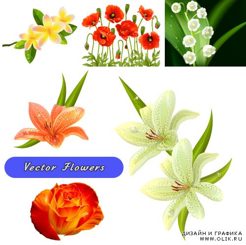 Векторные цветы - Ландыши, маки, лилии
