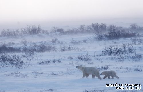 Качественные фото бурых и белых медведей