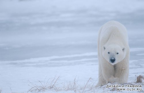 Качественные фото бурых и белых медведей