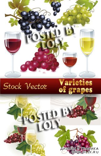 Сорта Винограда - Векторный клипарт