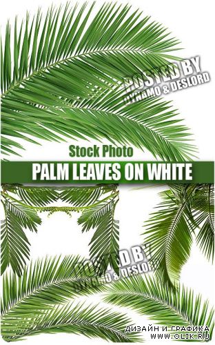 Пальмовые листья на белом фоне - Ратровый клипарт