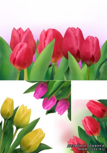 Красные, желтые, розовые, реалистичные тюльпаны (Вектор)