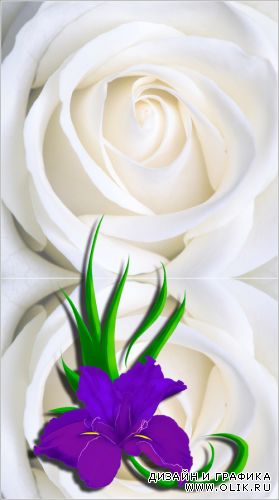 Цветок ириса с белой розой (Вектор)