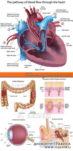 Органы человека часть 4 | Human organs vector set 4