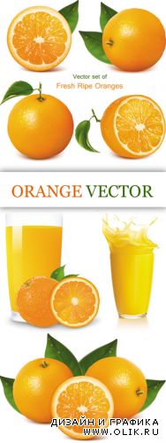 Orange & Juice Vector