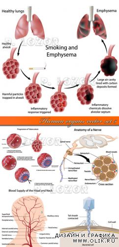 Органы человека часть 5 | Human organs vector set 5