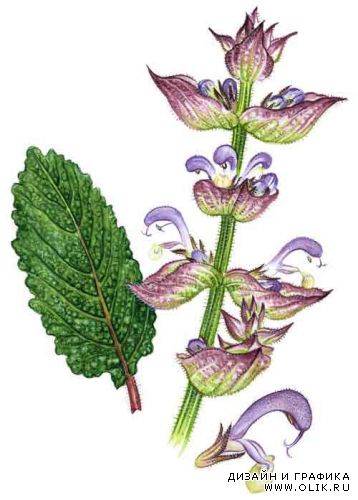 Нарисованные арт изображения целебных трав и растений