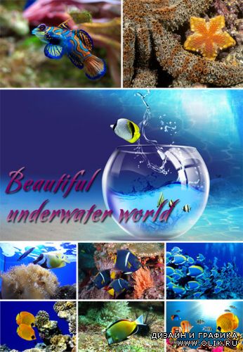 Beautiful underwater world