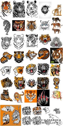 Коллекция тигров (Вектор)