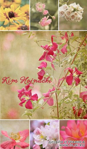 Нежные фото цветов Kim Hojnacki