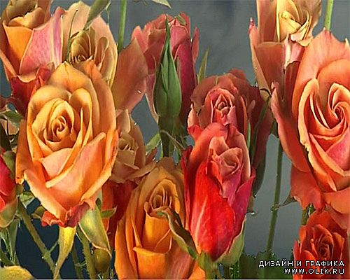 футажи фонов - Расцветающие розы