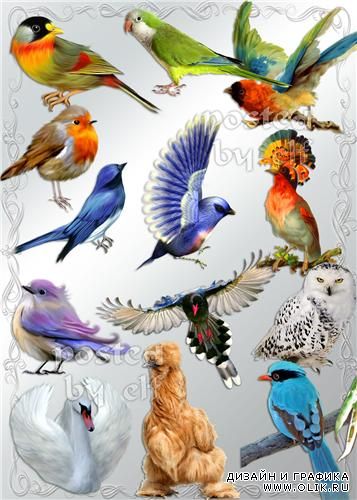 Png клипарт - Птички встречаются разные - синие, жёлтые, красные…