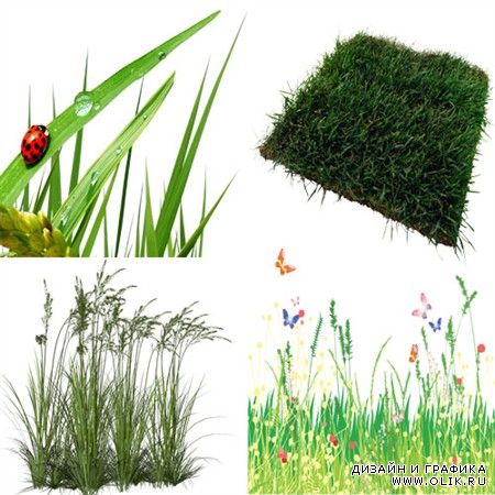 Травы - травы (коллекция PNG для дизайна)