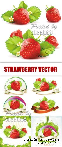 Ripe Strawberry Vector