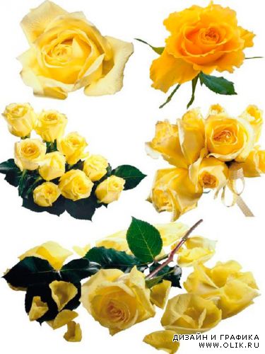 Цветы Желтые розы / Flowers Yellow roses