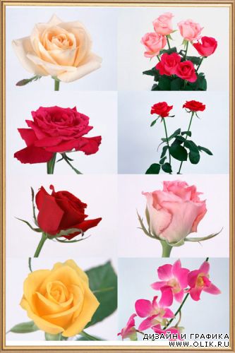 Коллекция красивых цветов в высоком разрешении / A collection of beautiful flowers in high resolution