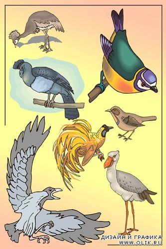 Дикие птицы – вектор / Wild-bird – vector
