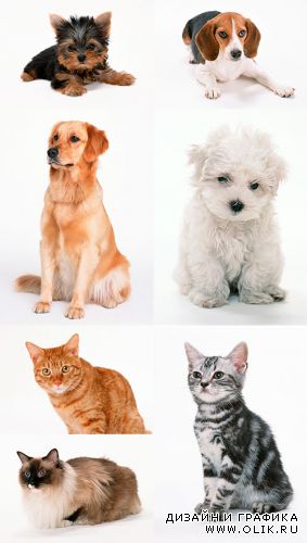 Собаки и кошки /  Dogs and Cats