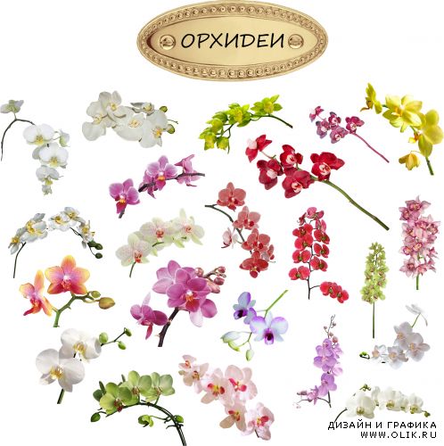 Орхидеи - клипарт