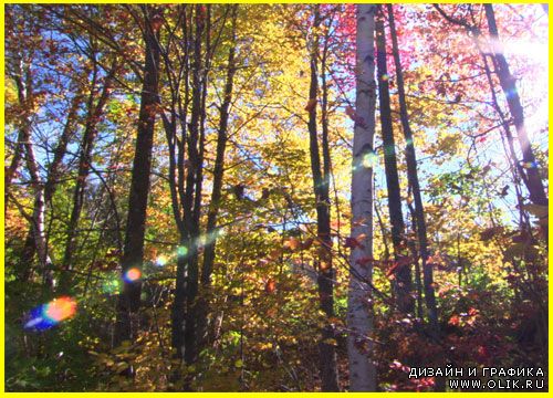 футажи природа - Осенний лес