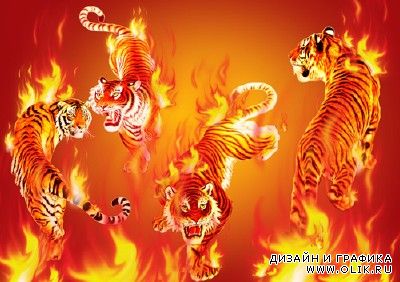 Sources - Fiery-red tiger