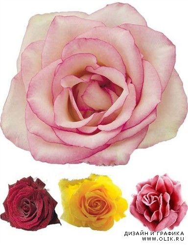 Розовые розы (цветочная коллекция в PSD)