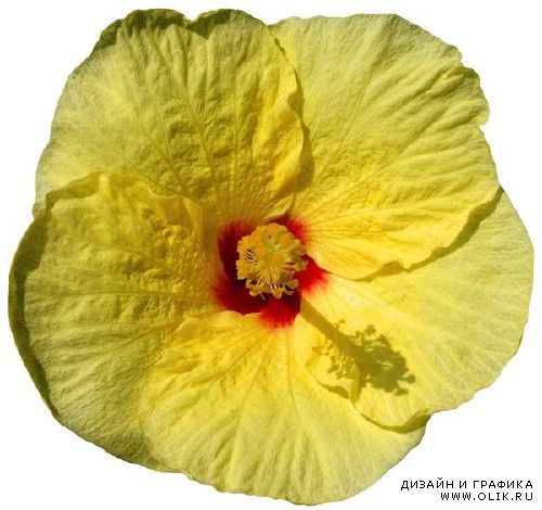 Цветы Гибискус - подборка стоковых изображений