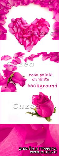 Лепестки роз и розы на белом фоне - растровый клипарт