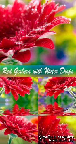 Красная Гербера с каплями воды / Red Gerbera with Water Drops