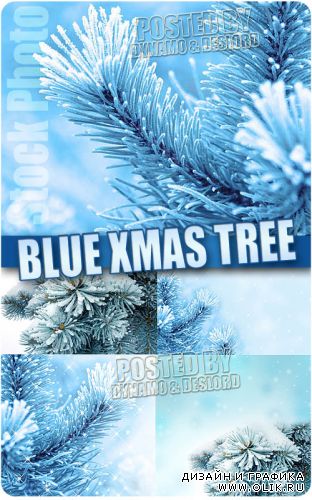 Голубые елки - Растровый клипарт