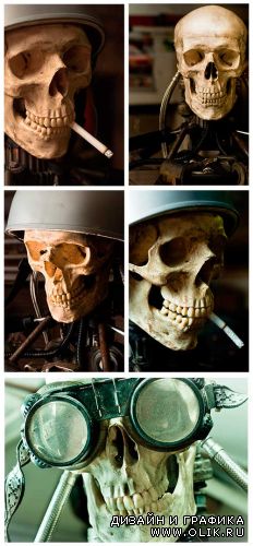 Человеческий Череп | Human Skull