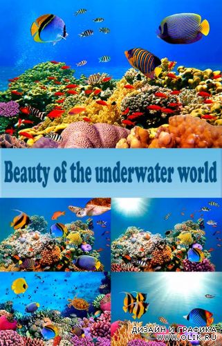Красота подводного мира / Beauty of the underwater world