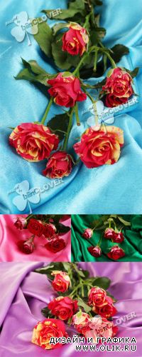 Beautiful roses on satin 0361