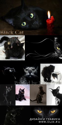 Черные кошки и коты