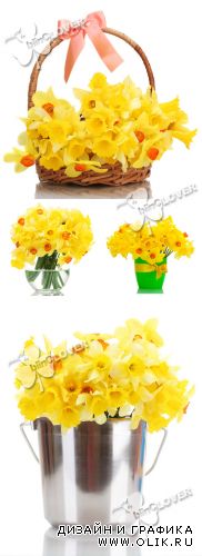 Yellow daffodils 0372