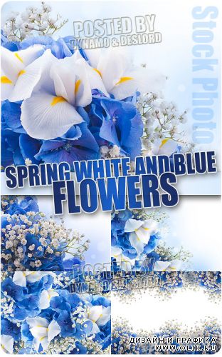 Белые с голубым весенние цветы - Растровый клипарт
