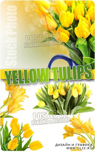 Желтые тюльпаны - Растровый клипарт