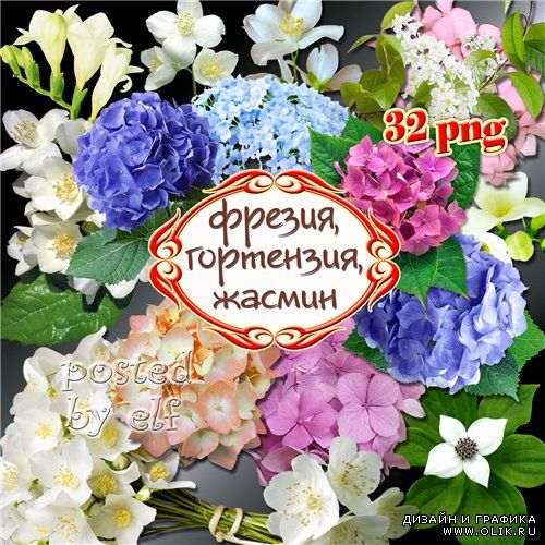 Фрезия, жасмин, гортензия - восхитительные цветы на прозрачном фоне